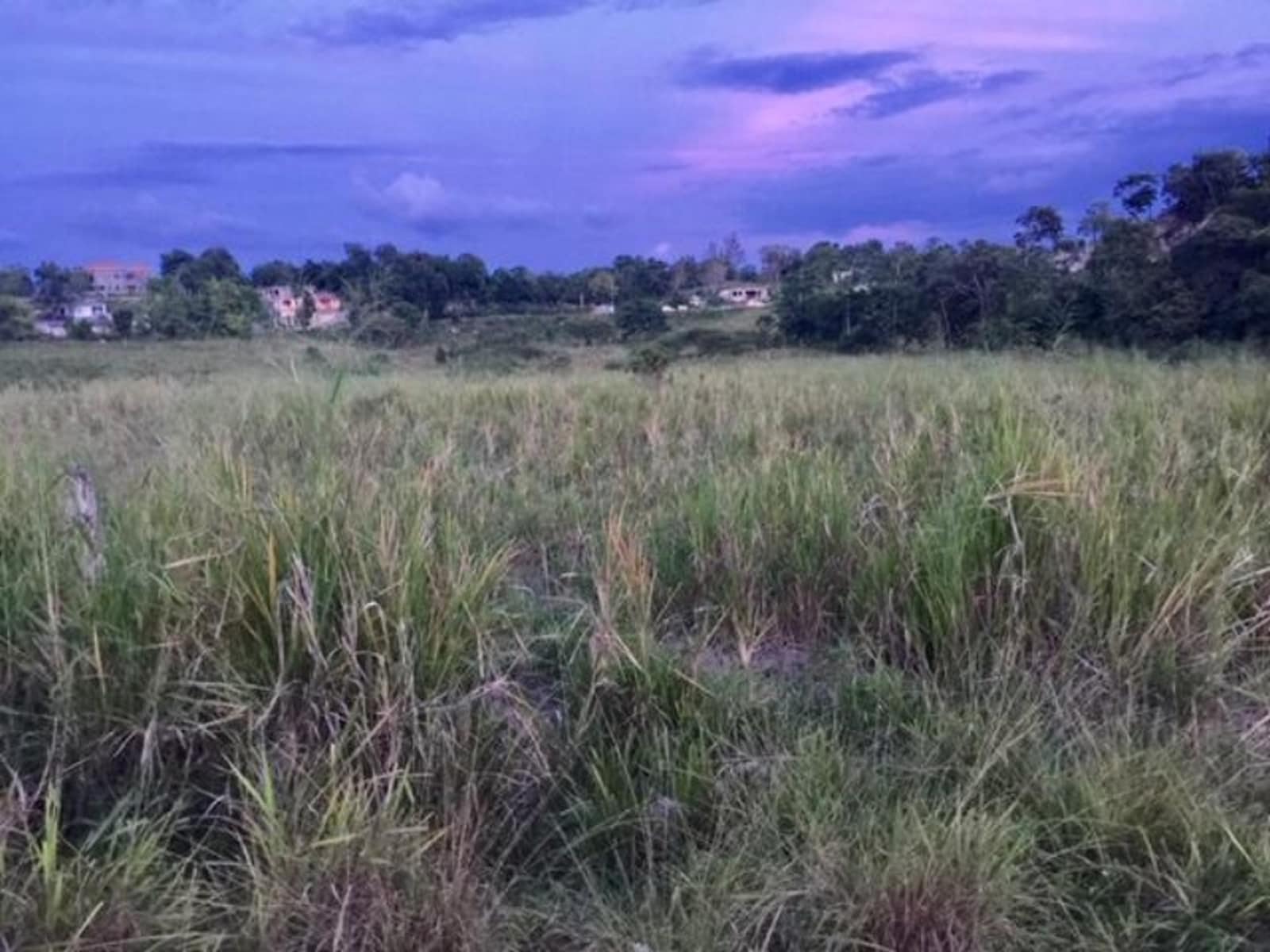 183 Acres of Agricultural / Farm Land for Sale, Brampton, Trelawny