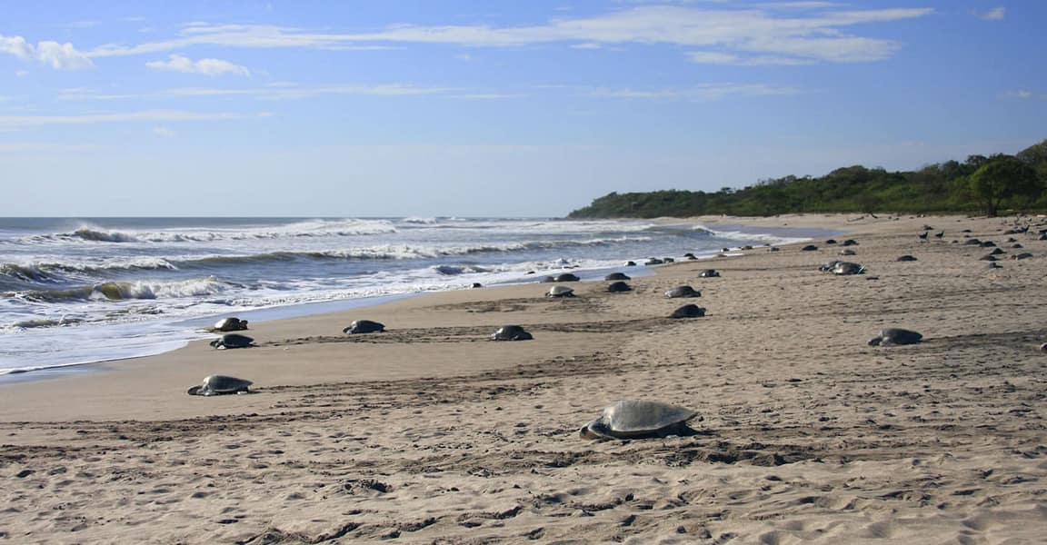 120 Acres of Oceanfront Land for Sale, Rio EscalanteChacocente