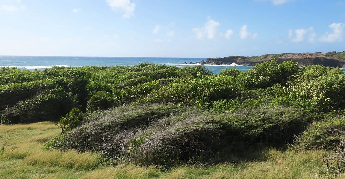 3 Acres of Waterfront Land for Sale, La Tante, St David's, Grenada