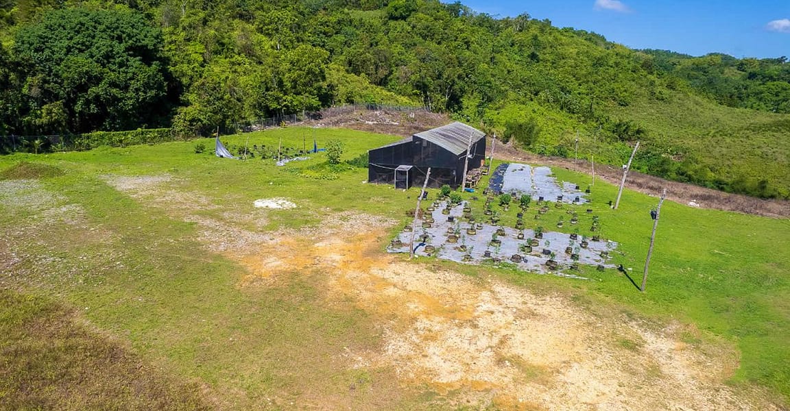 132 Acre Hemp Farm for Sale, Darliston, Westmoreland, Jamaica 7th Heaven Properties
