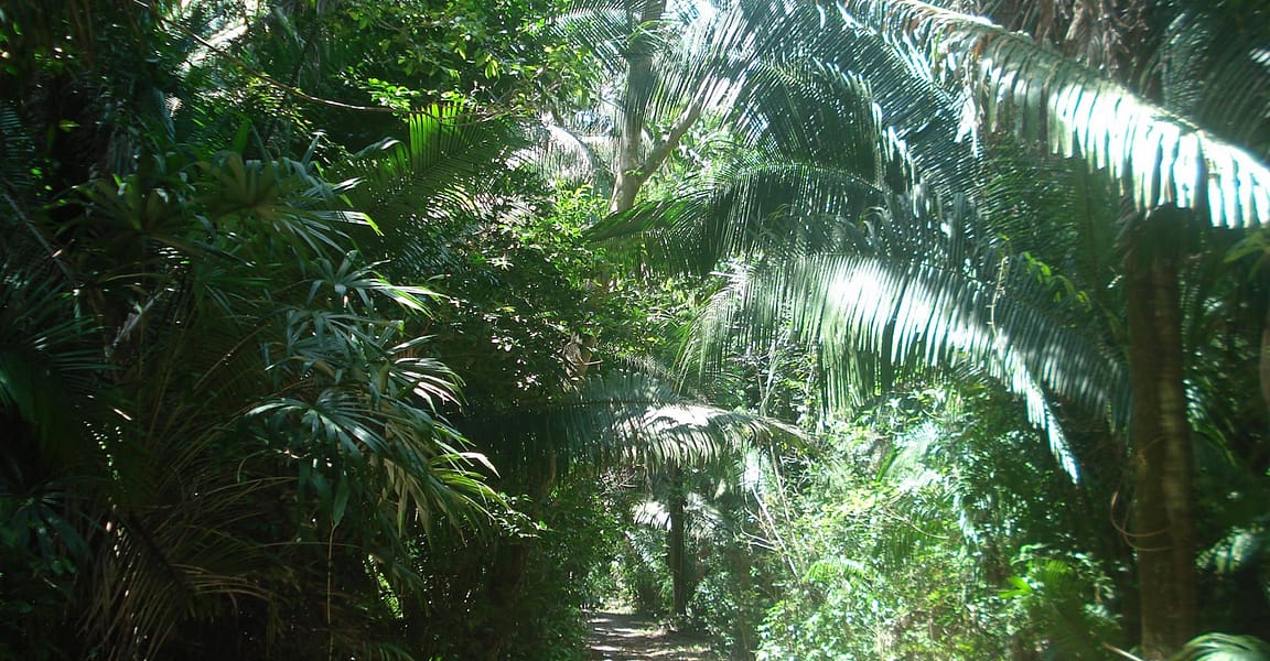 249 Hectares of Land for Sale, Nueva Loria, Felipe Carrillo Puerto