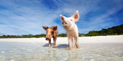 The swimming pigs of The Bahamas
