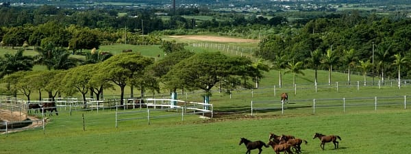 Plantation in Barbados with view of the sea