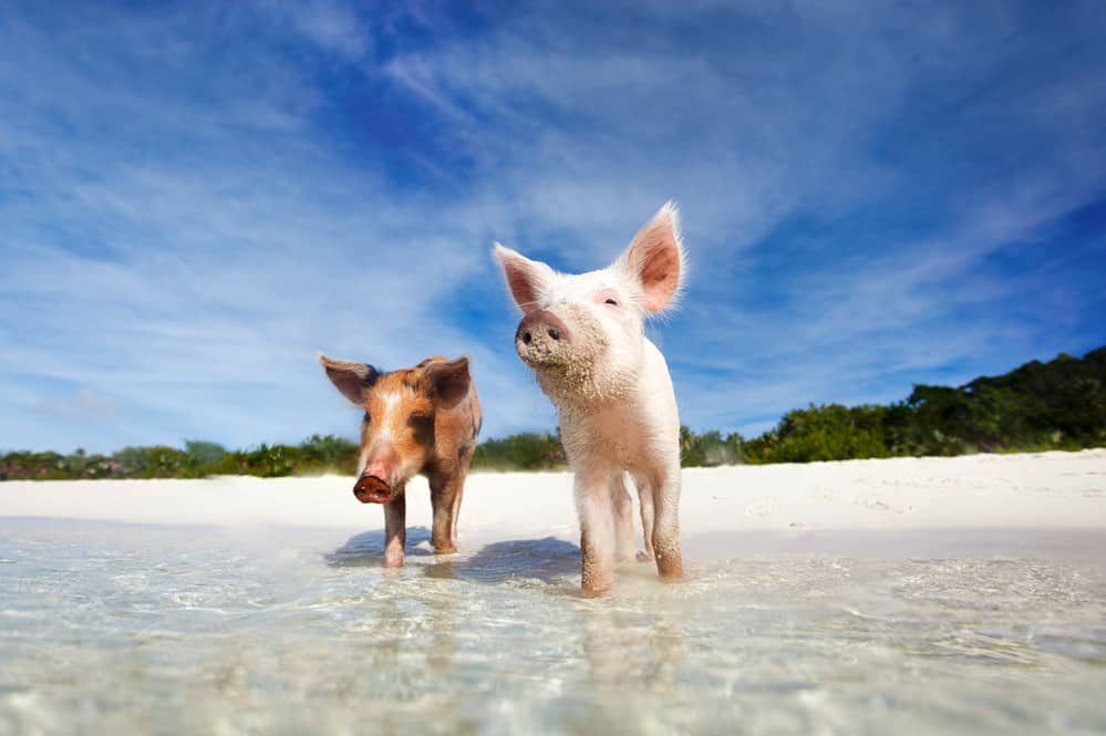 The swimming pigs of The Bahamas on Pig Beach in the Exumas