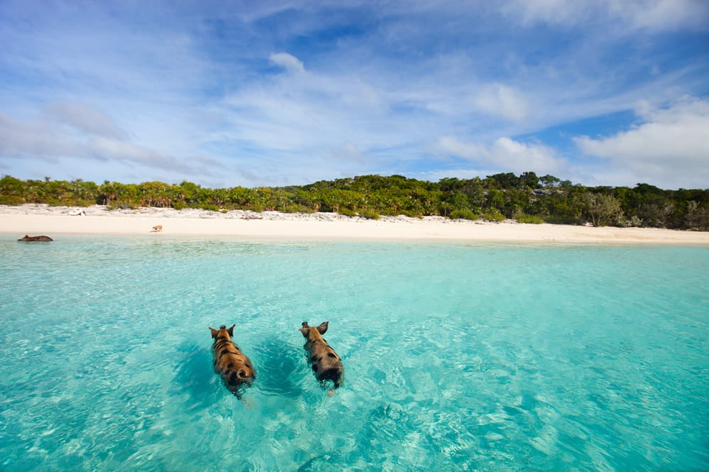 The swimming pigs of Big Major Cay in The Bahamas