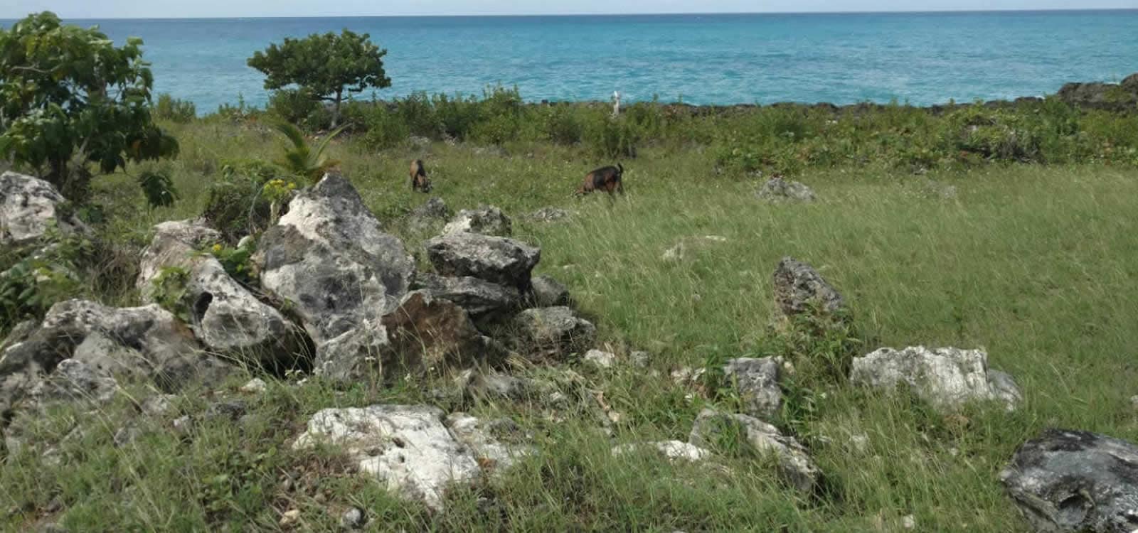 2.5 Acres of Land for Sale, Cousins Cove / Green Island, Hanover