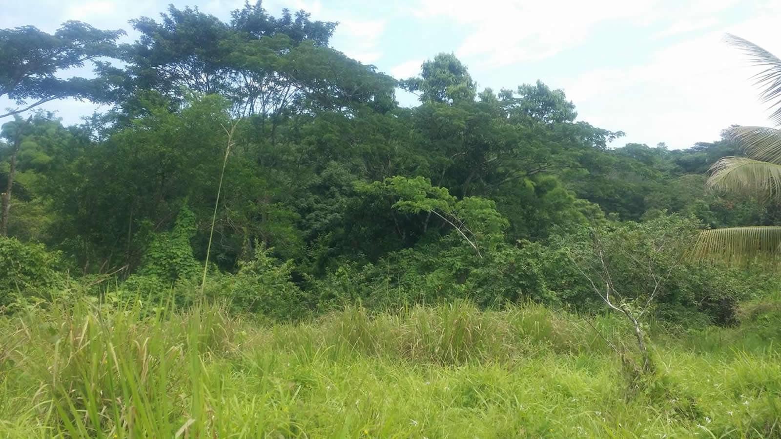 124 Acres of Agricultural Land for Sale, Lucea, Hanover, Jamaica 7th