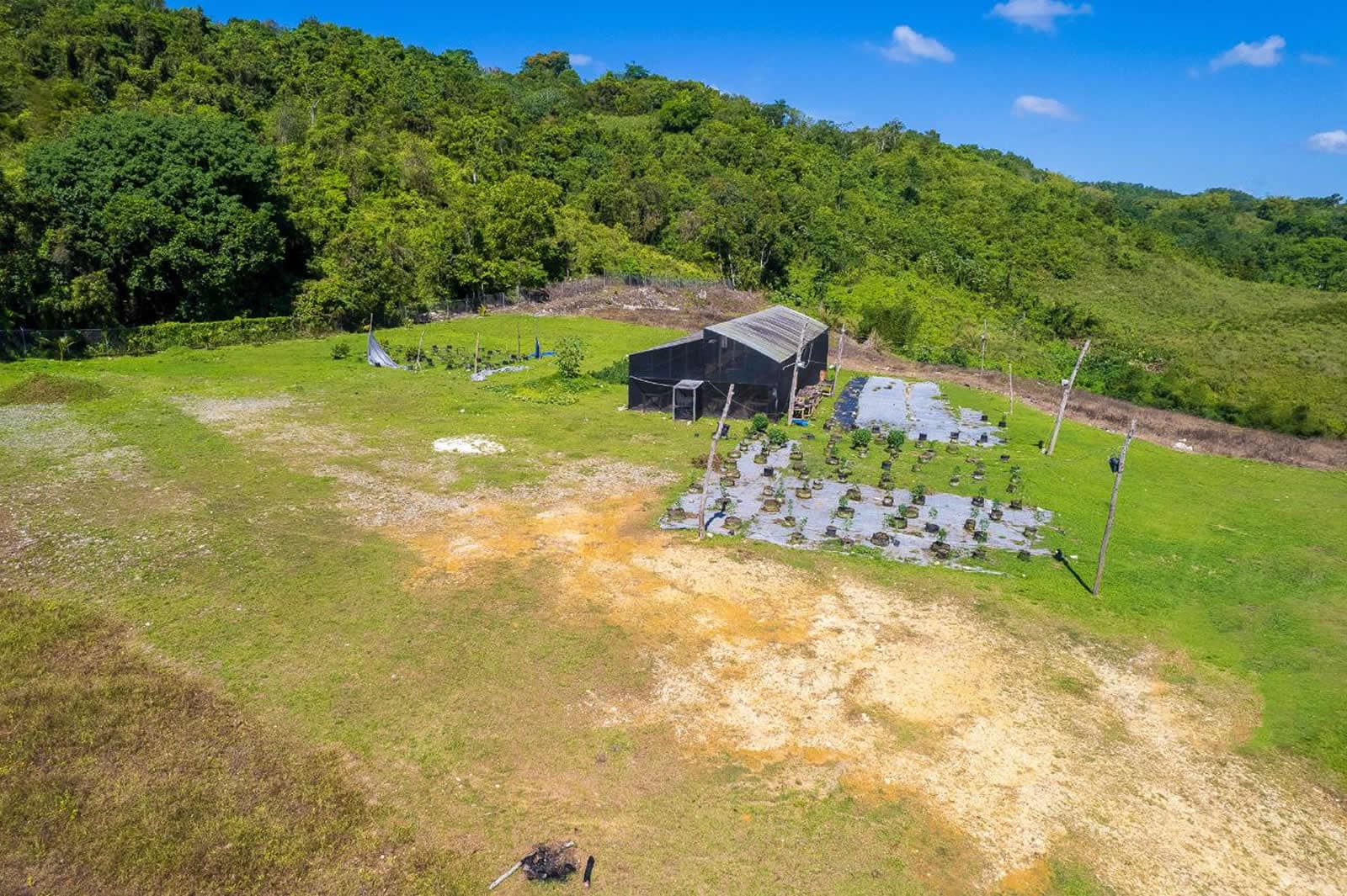 132 Acre Hemp Farm for Sale, Darliston, Westmoreland, Jamaica 7th