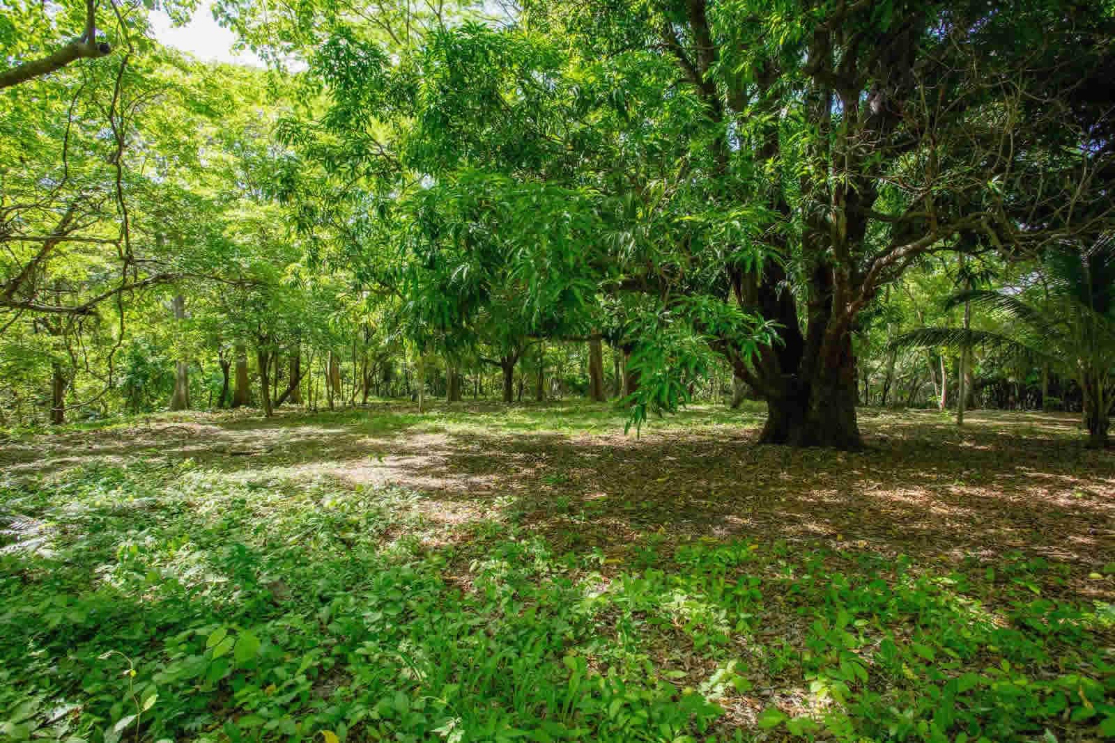 0.29 Acre Riverside Lot for Sale, Rio Colorado, Hacienda Iguana, Tola