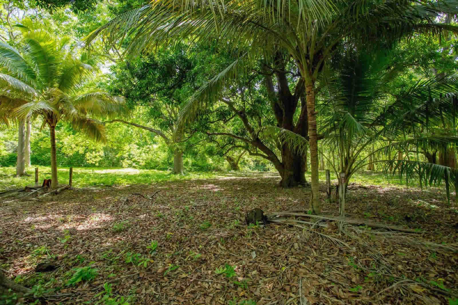 0.29 Acre Riverside Lot for Sale, Rio Colorado, Hacienda Iguana, Tola