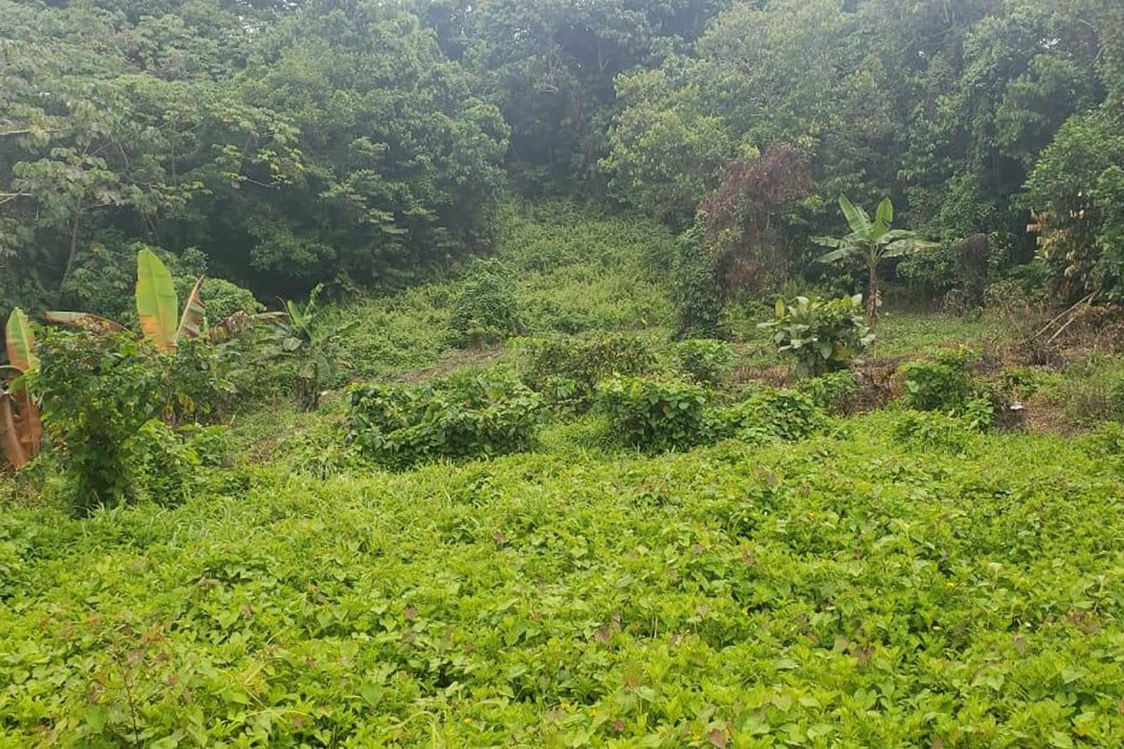 154 Acres of Land for Sale, Manchioneal, Portland, Jamaica 7th Heaven