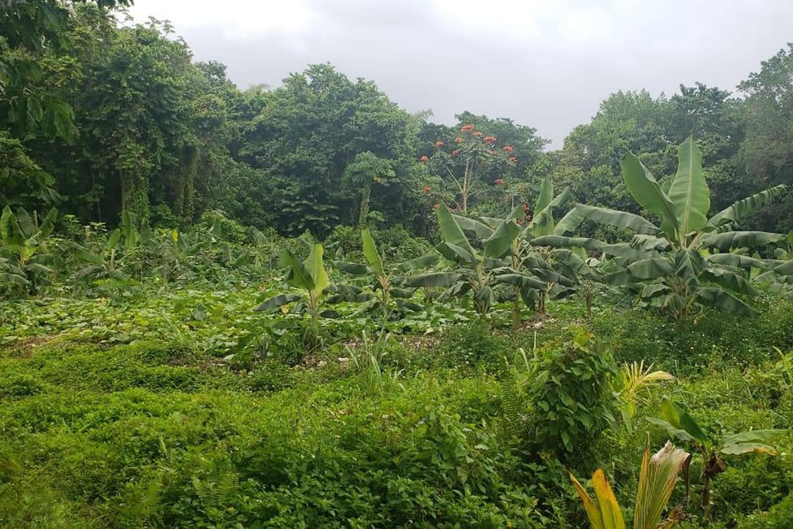 154 Acres of Land for Sale, Manchioneal, Portland, Jamaica 7th Heaven