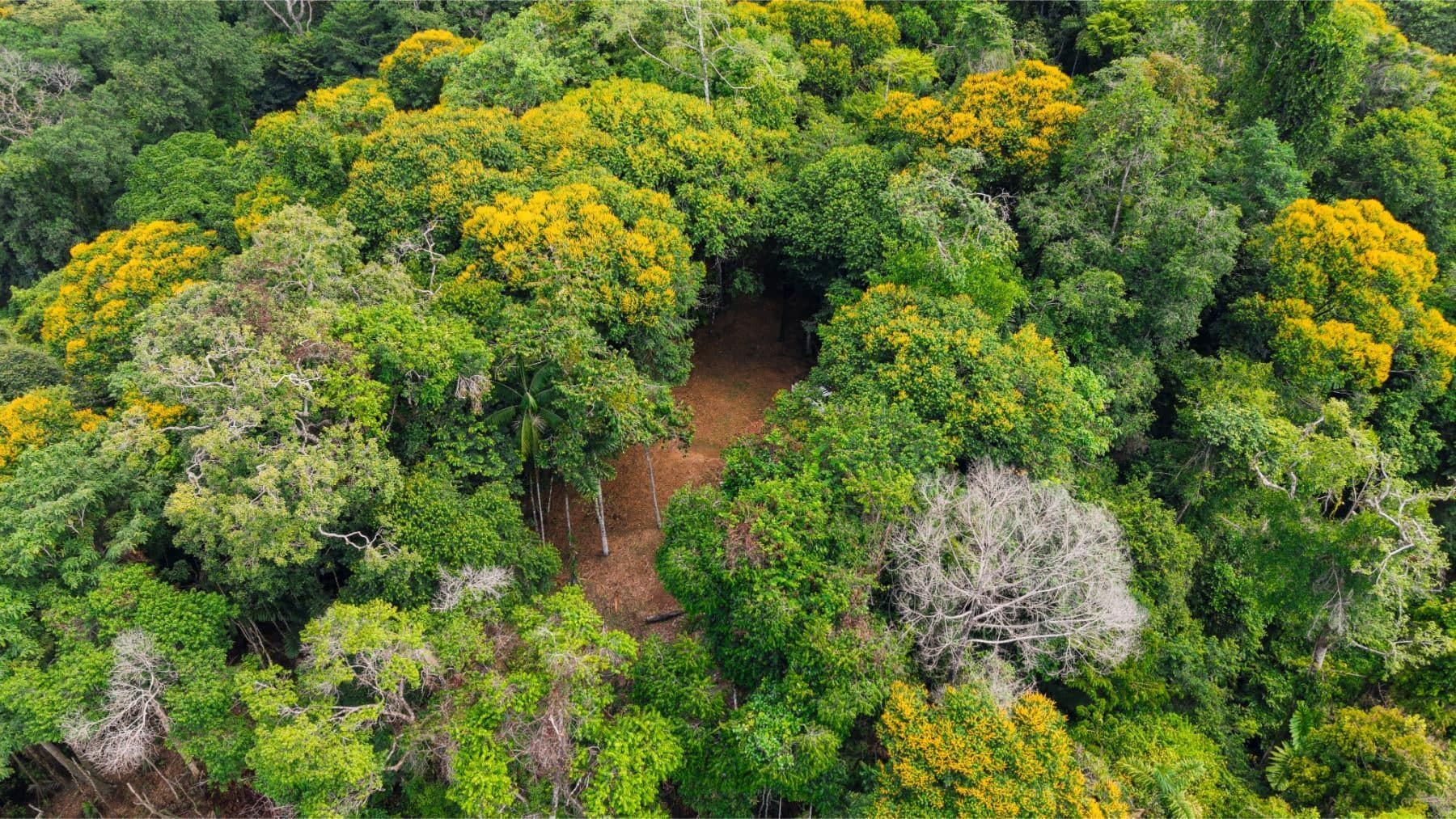 98.6 Acres of Cloud Forest Land for Sale, Uvita, Puntarenas, Costa Rica ...