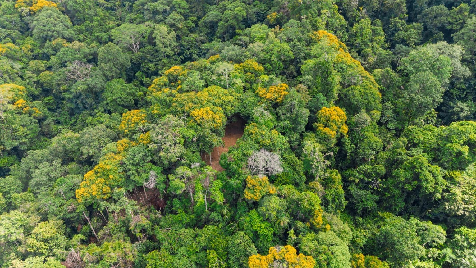 98.6 Acres of Cloud Forest Land for Sale, Uvita, Puntarenas, Costa Rica ...