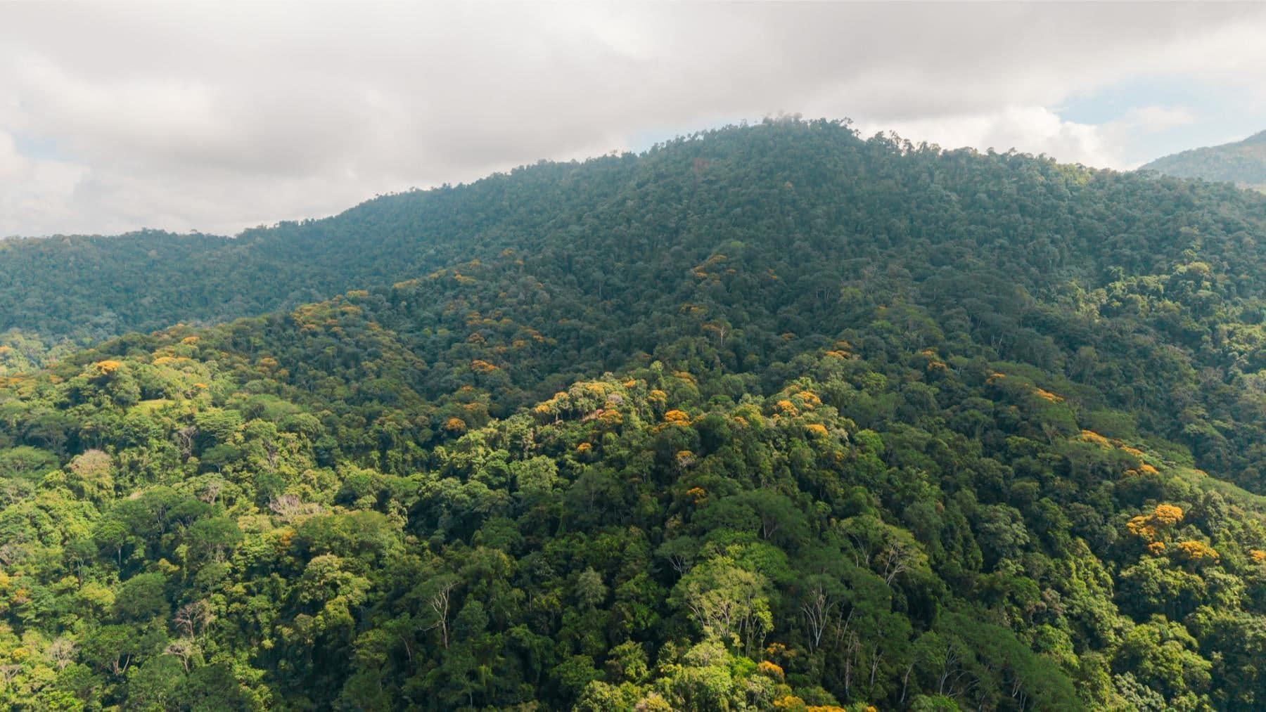 98.6 Acres of Cloud Forest Land for Sale, Uvita, Puntarenas, Costa Rica ...