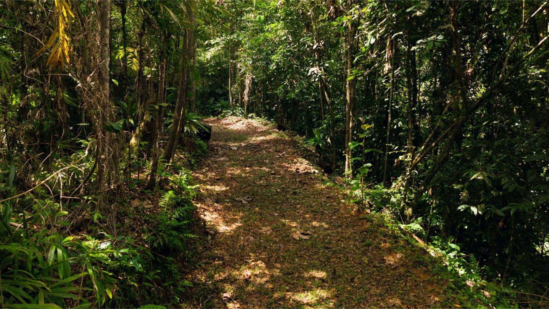 98.6 Acres of Cloud Forest Land for Sale, Uvita, Puntarenas, Costa Rica ...
