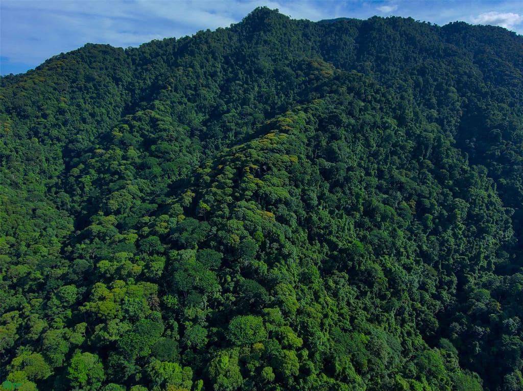 142 Acres of Forest Land for Sale, Quepos, Puntarenas, Costa Rica - 7th ...
