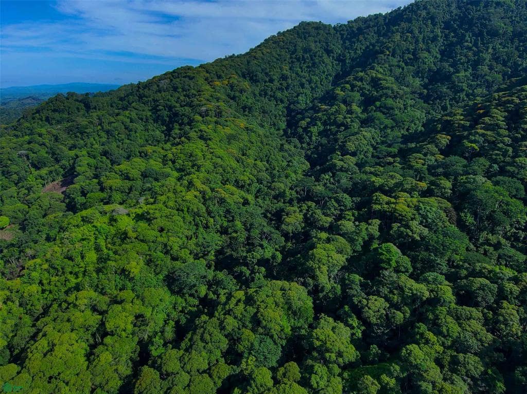 142 Acres of Forest Land for Sale, Quepos, Puntarenas, Costa Rica - 7th ...