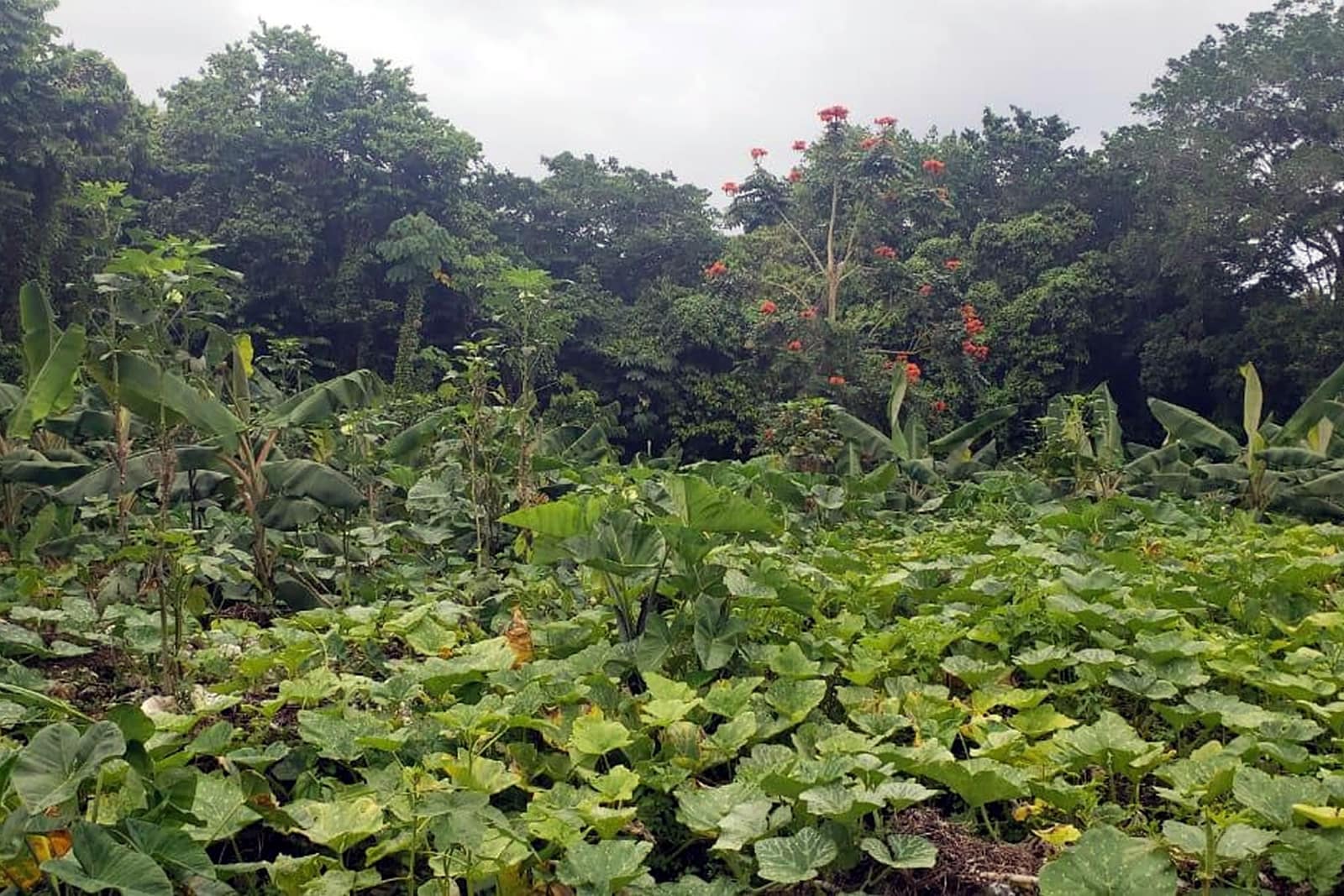 154 Acres of Land for Sale, Manchioneal, Portland, Jamaica 7th Heaven